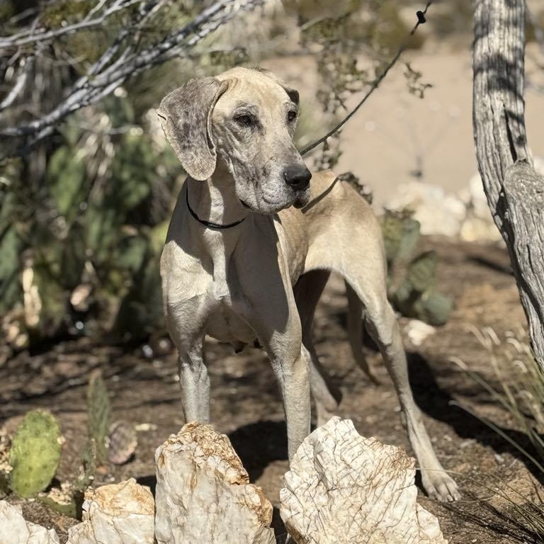 Enlarge Twinkie, a Adoptable Great Dane in Tehachapi, CA image 3/4