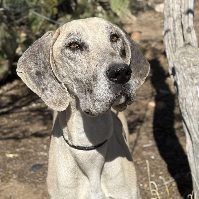 Enlarge Twinkie, a Adoptable Great Dane in Tehachapi, CA image 1/4