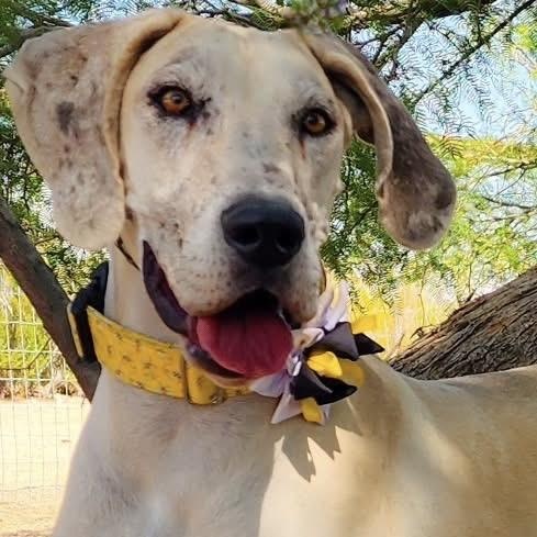 Enlarge Twinkie, a Adoptable Great Dane in Tehachapi, CA image 2/4