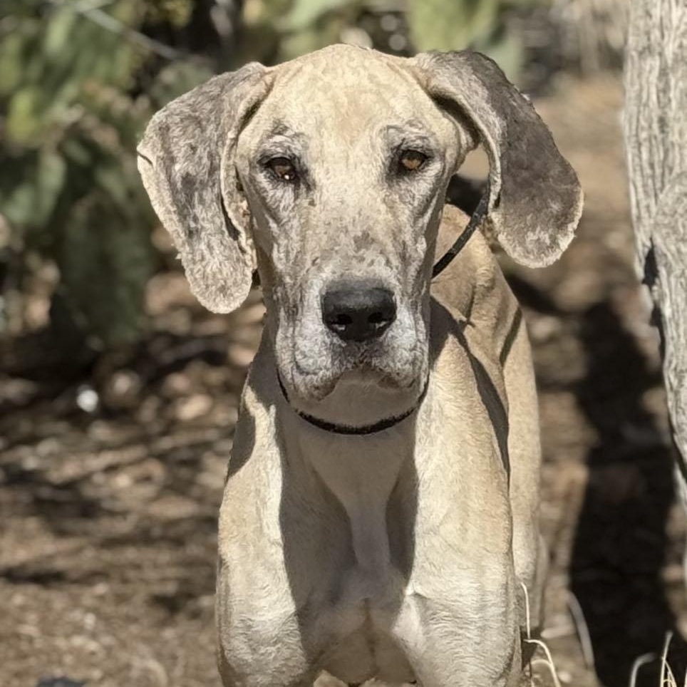 Enlarge Twinkie, a Adoptable Great Dane in Tehachapi, CA image 4/4