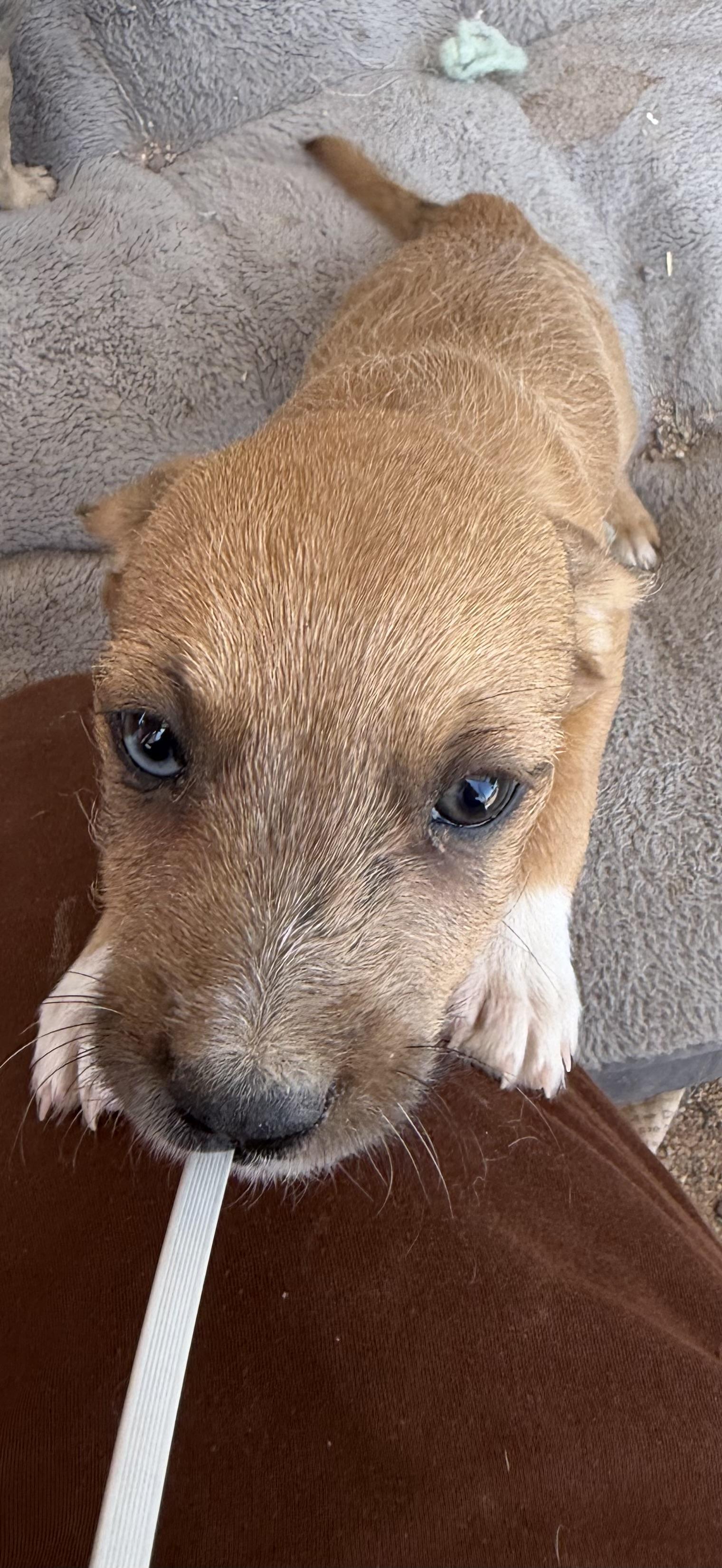 Enlarge Cecil, a Adoptable Pomapoo in Casa Grande, AZ image 4/5