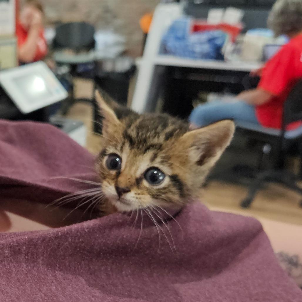 Enlarge Halley, a Adoptable Domestic Medium Hair in Livingston, TX image 1/4