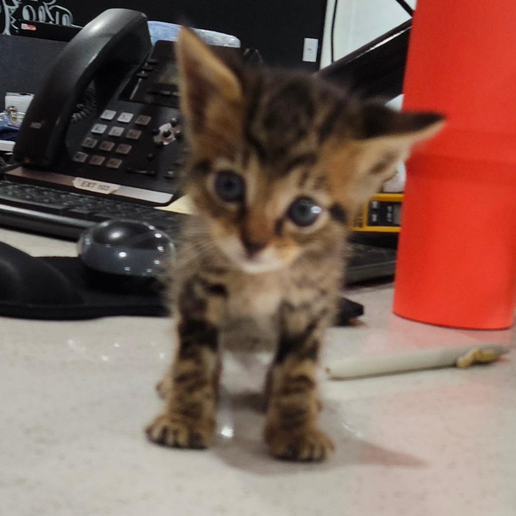 Enlarge Halley, a Adoptable Domestic Medium Hair in Livingston, TX image 2/4