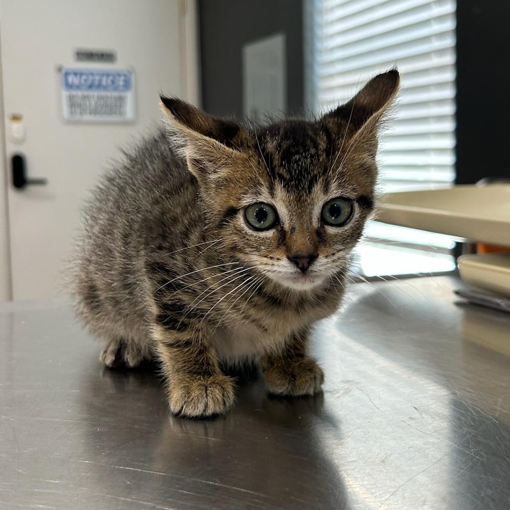 Enlarge Halley, a Adoptable Domestic Medium Hair in Livingston, TX image 3/4