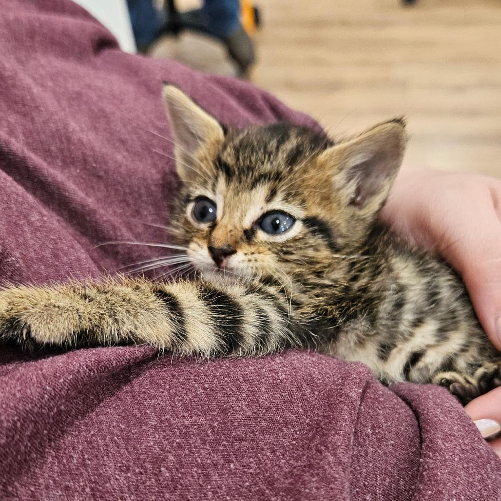 Enlarge Halley, a Adoptable Domestic Medium Hair in Livingston, TX image 4/4