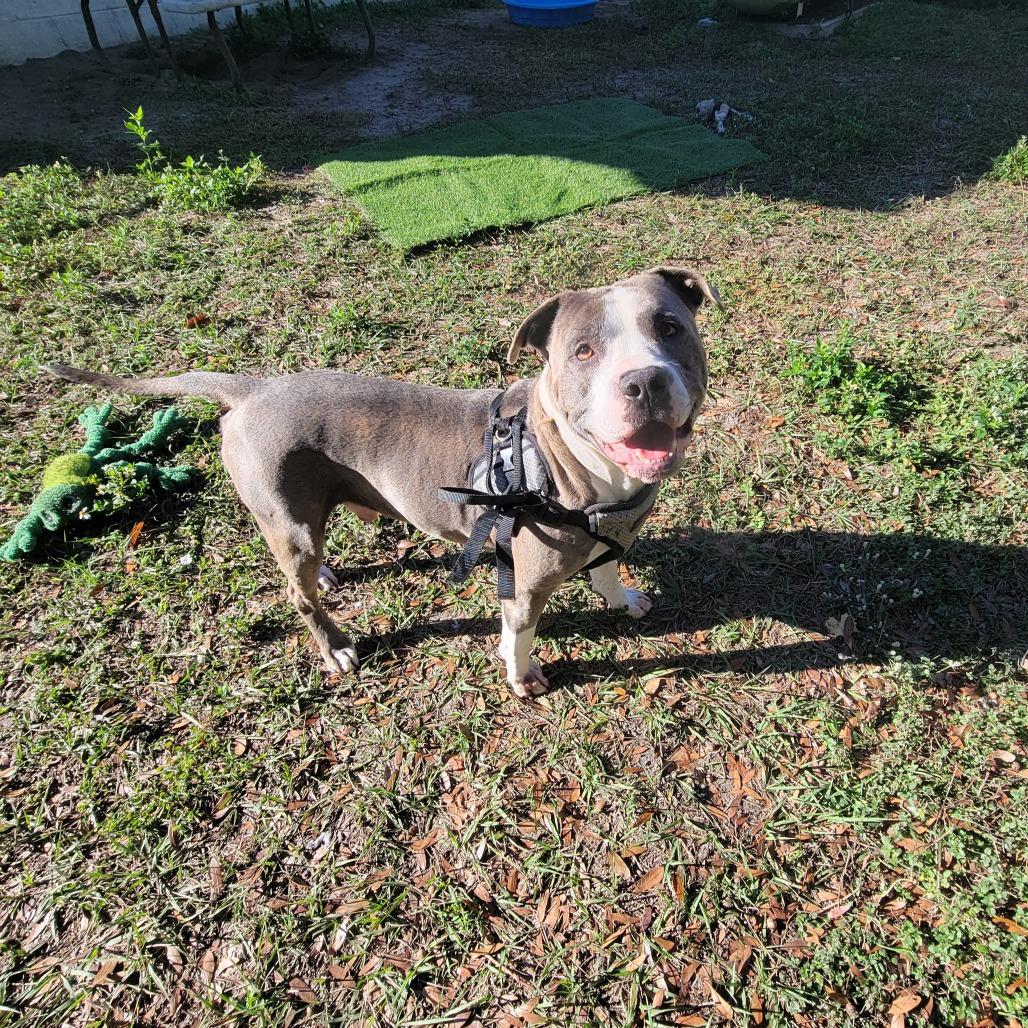 Dodger, Adoptable, Adult Male Pit Bull Terrier.