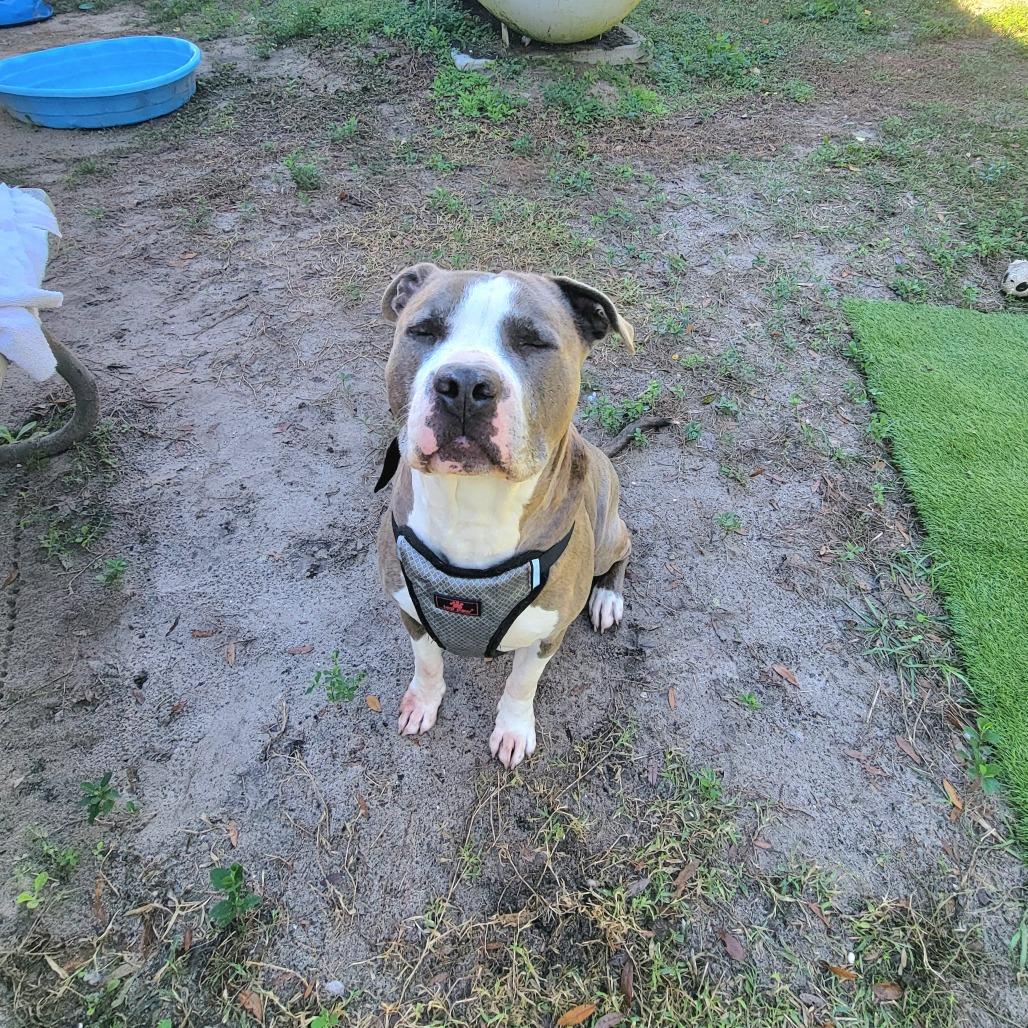 Enlarge Dodger, a Adoptable Pit Bull Terrier in Lake Panasoffkee, FL image 2/6