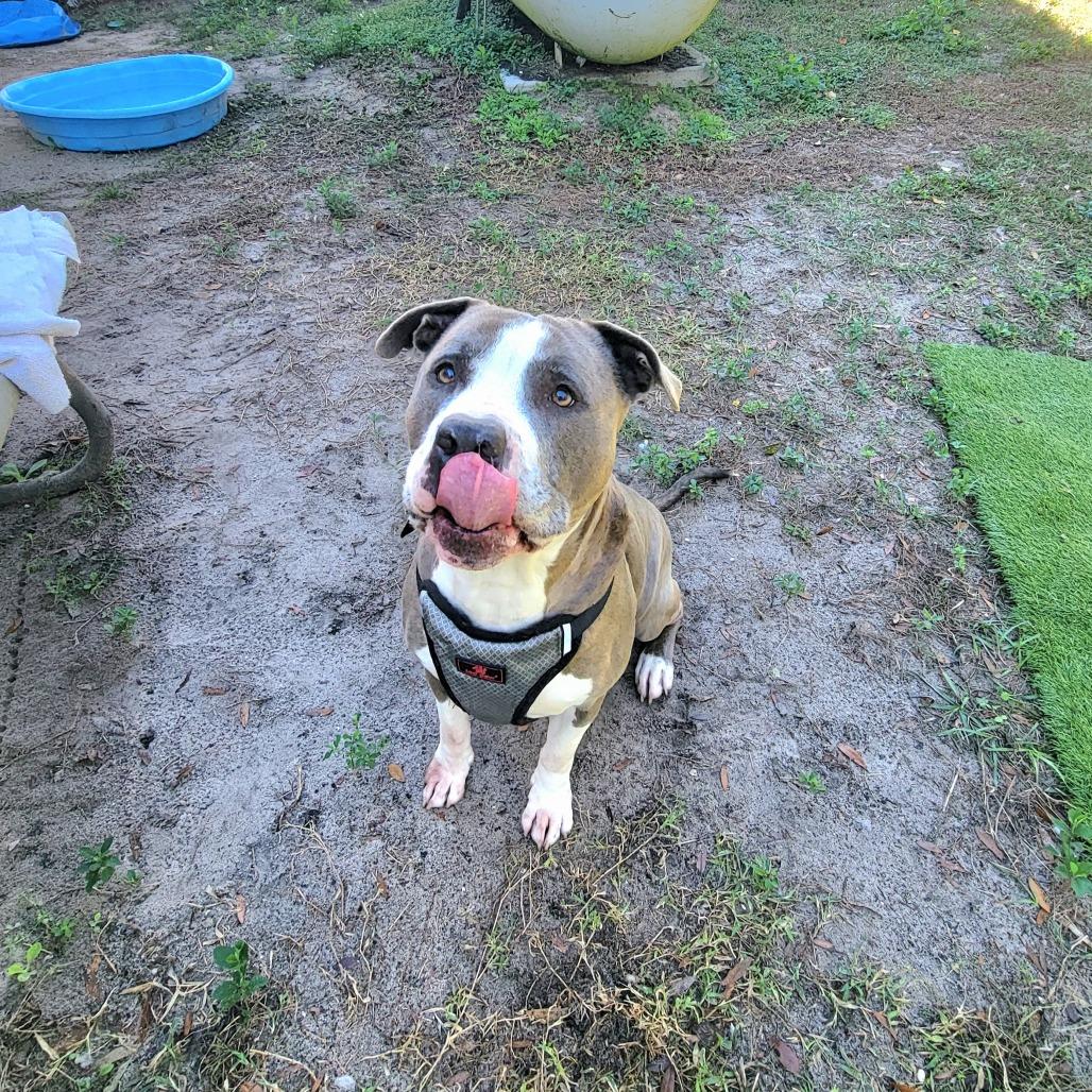 Enlarge Dodger, a Adoptable Pit Bull Terrier in Lake Panasoffkee, FL image 4/6