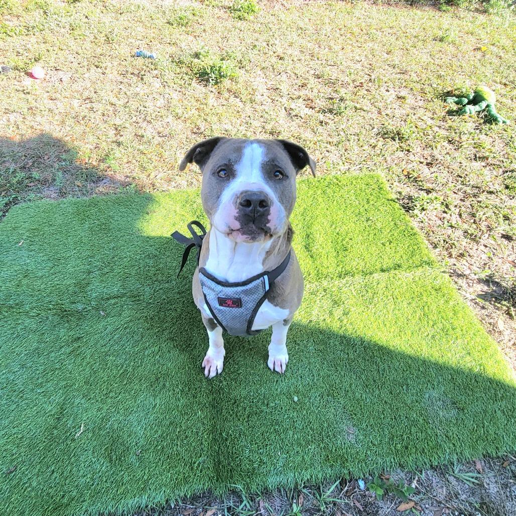 Enlarge Dodger, a Adoptable Pit Bull Terrier in Lake Panasoffkee, FL image 5/6