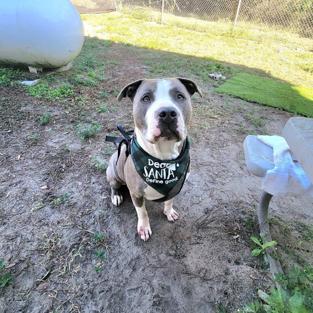 Enlarge Dodger, a Adoptable Pit Bull Terrier in Lake Panasoffkee, FL image 6/6