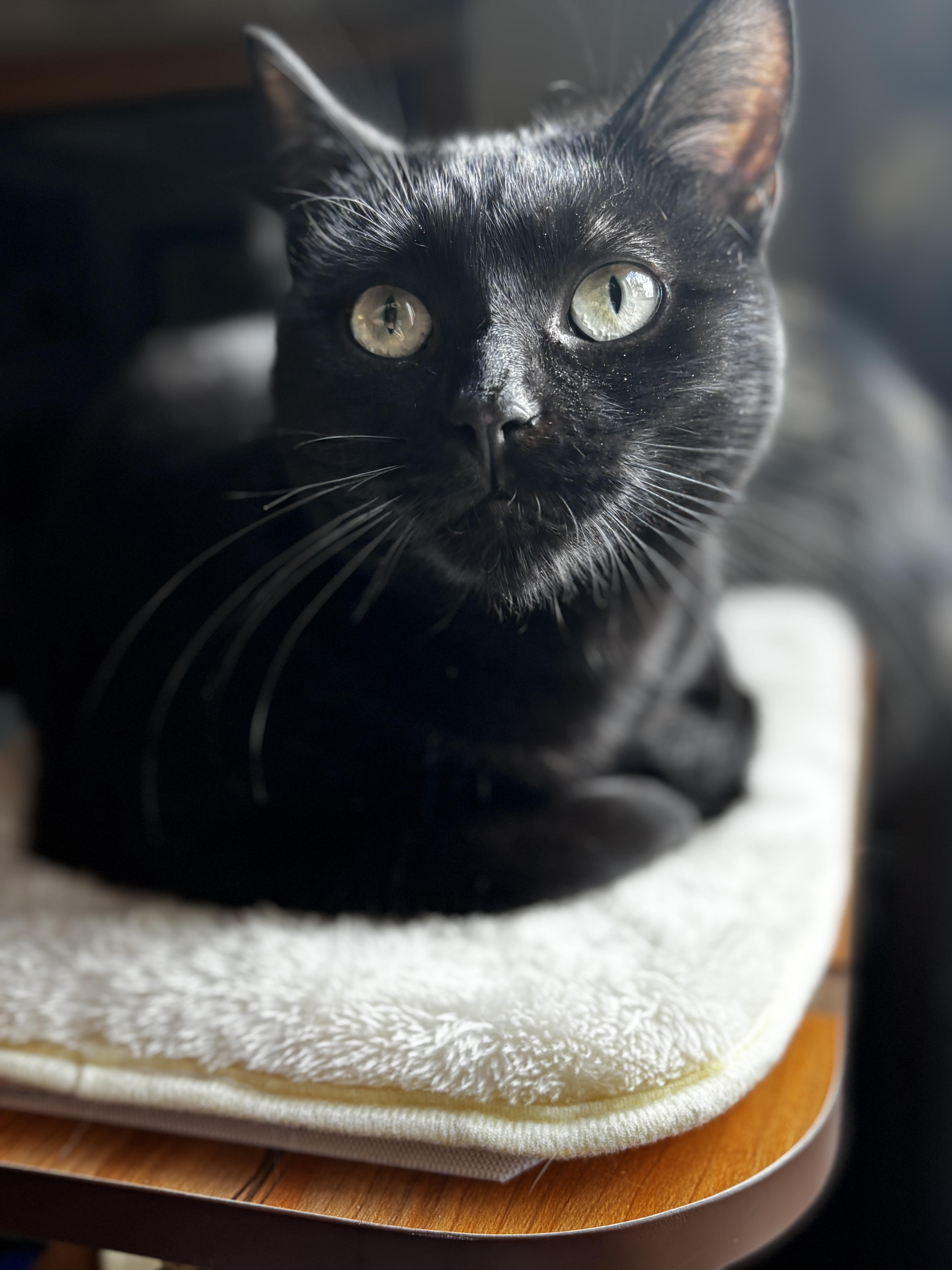STAR, Adoptable, Young Female Domestic Short Hair.