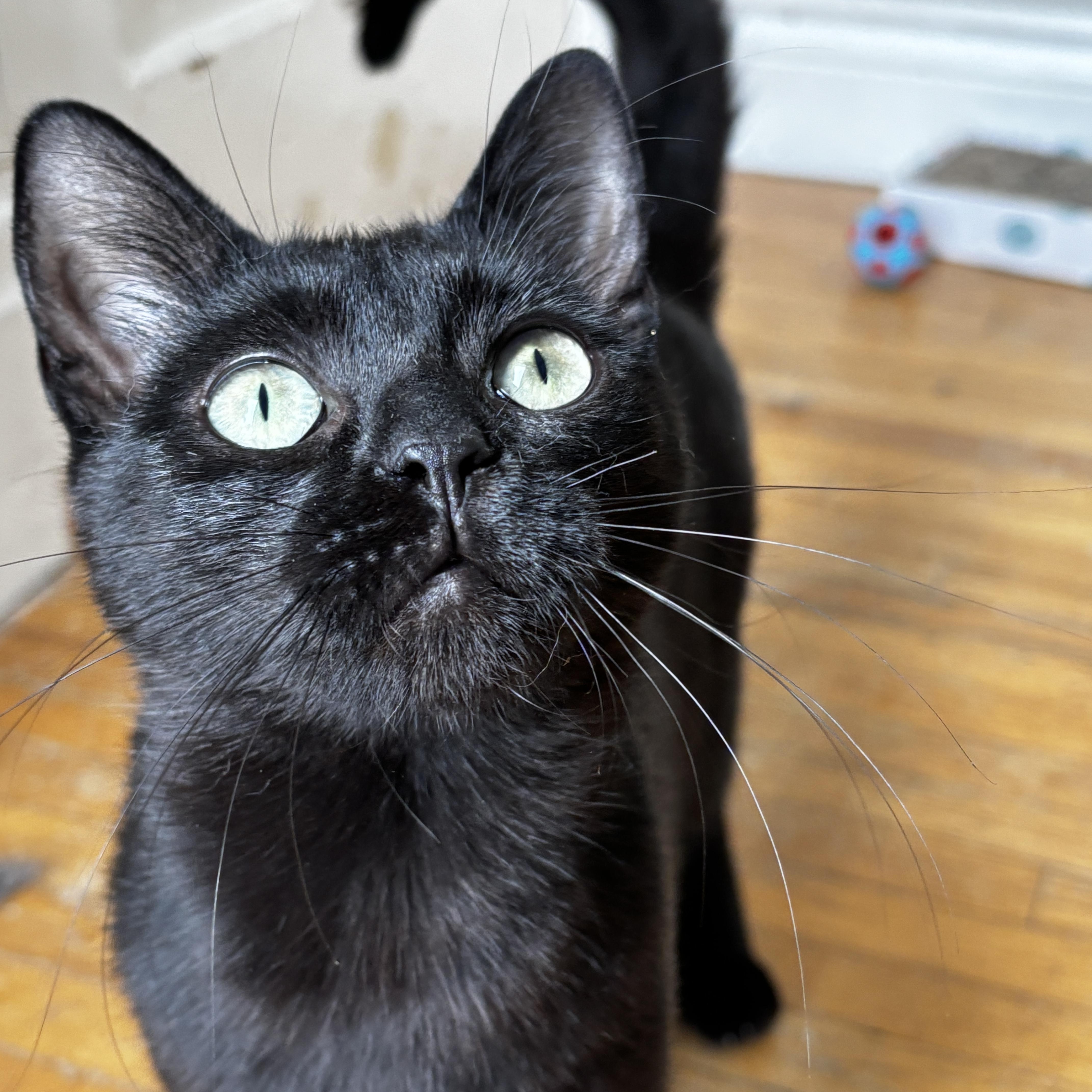 STAR, a Adoptable Domestic Short Hair in Shakespeare, ON image 2/6