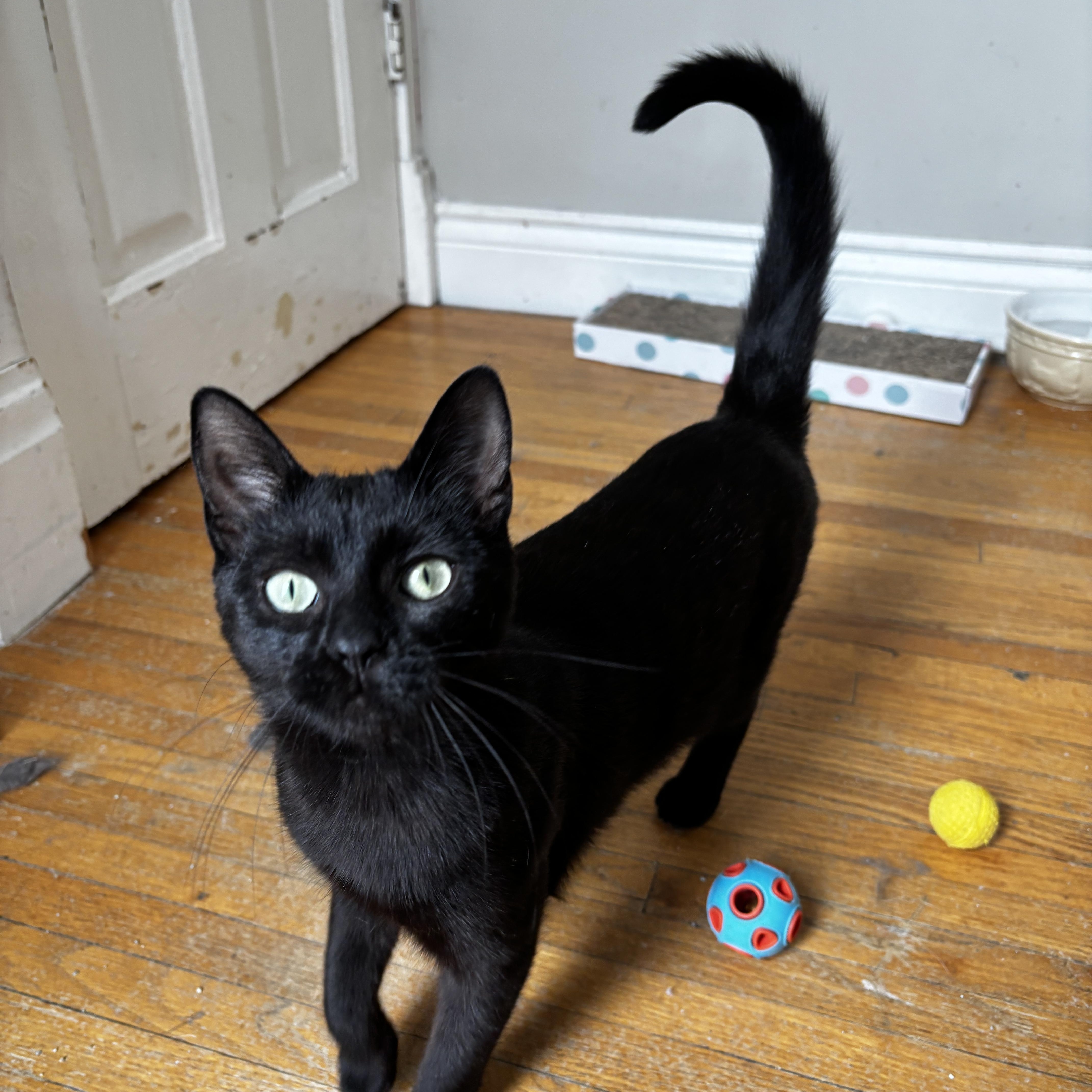 STAR, a Adoptable Domestic Short Hair in Shakespeare, ON image 3/6