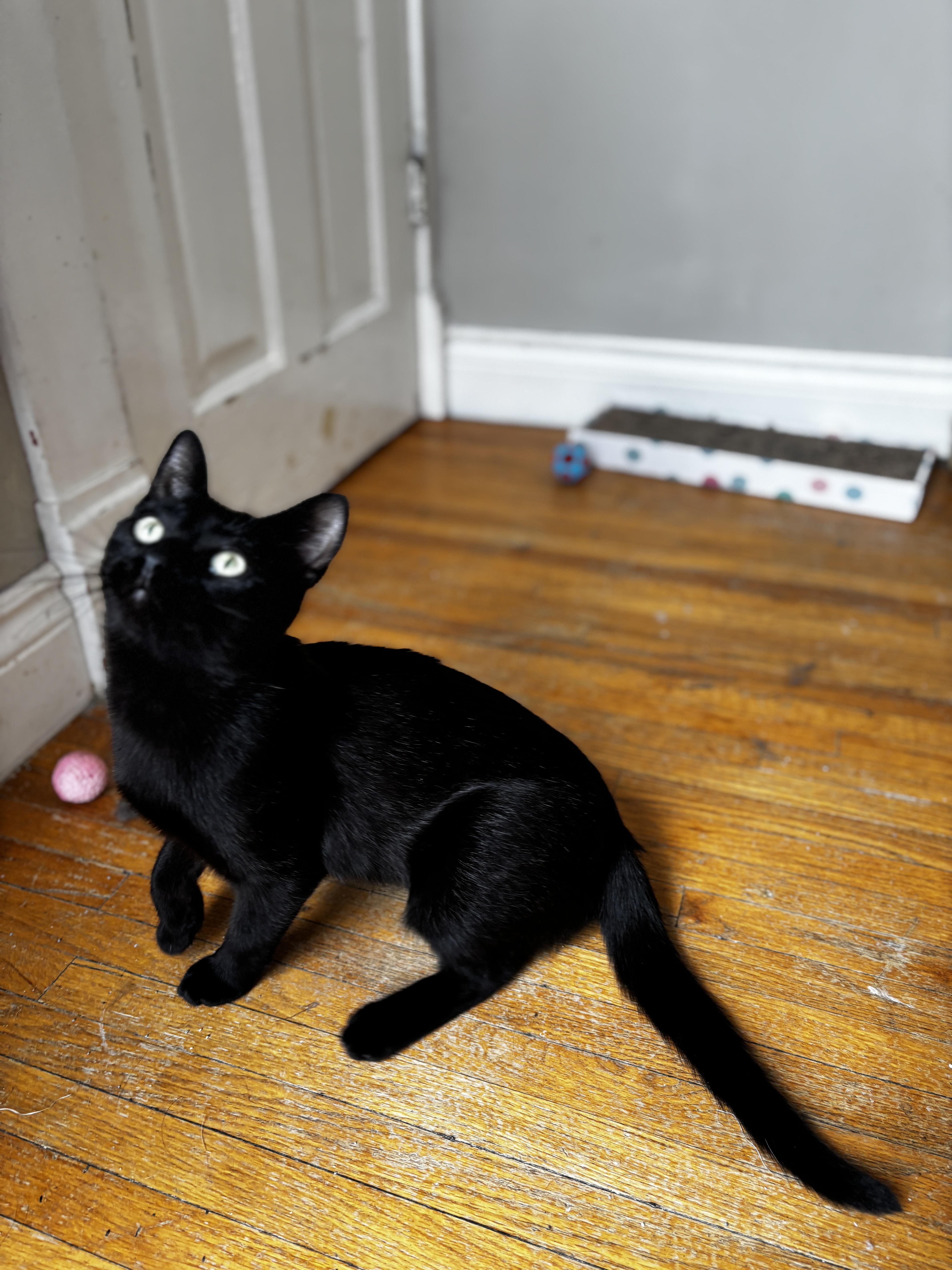 STAR, a Adoptable Domestic Short Hair in Shakespeare, ON image 4/6