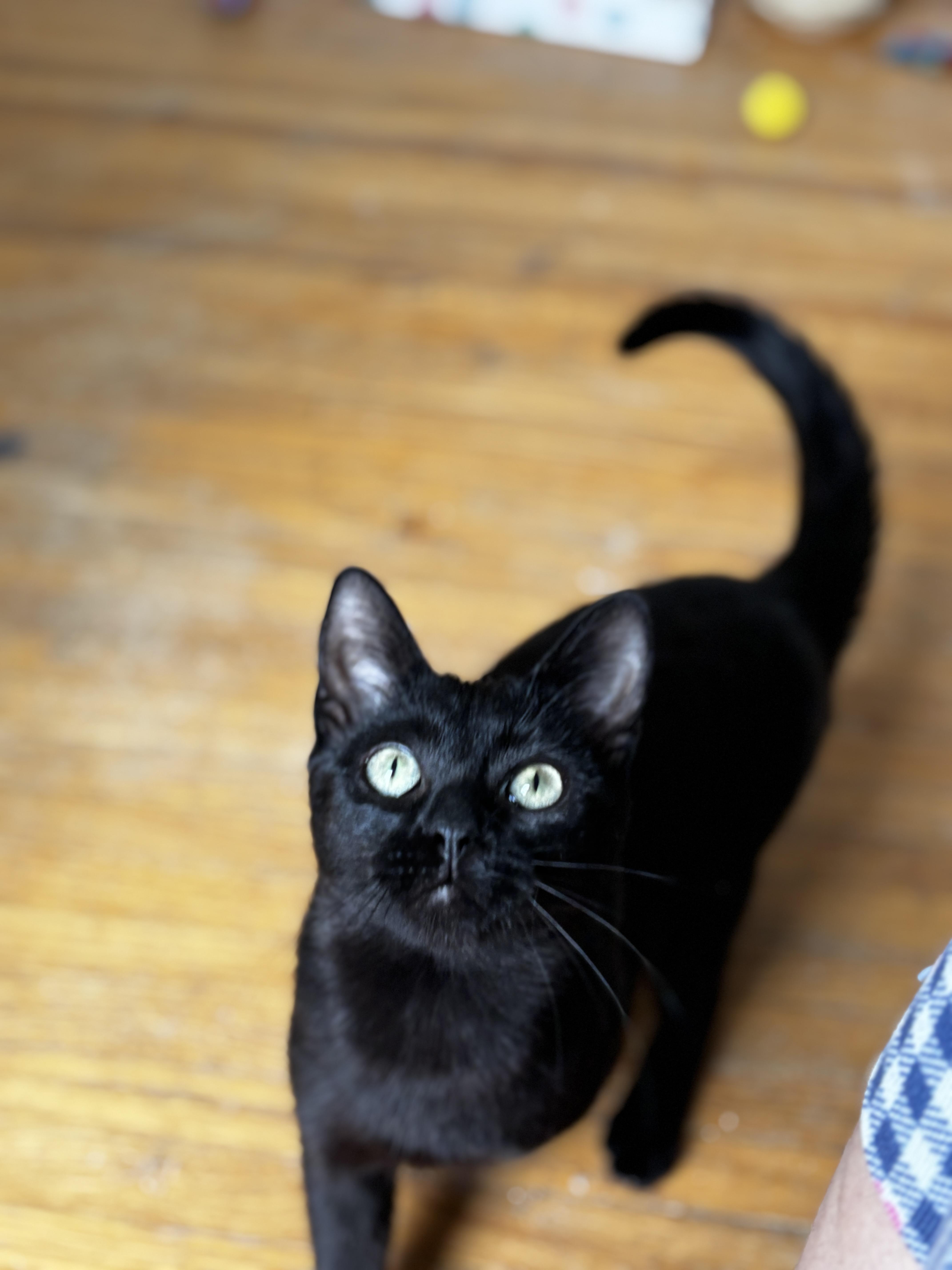 STAR, a Adoptable Domestic Short Hair in Shakespeare, ON image 5/6