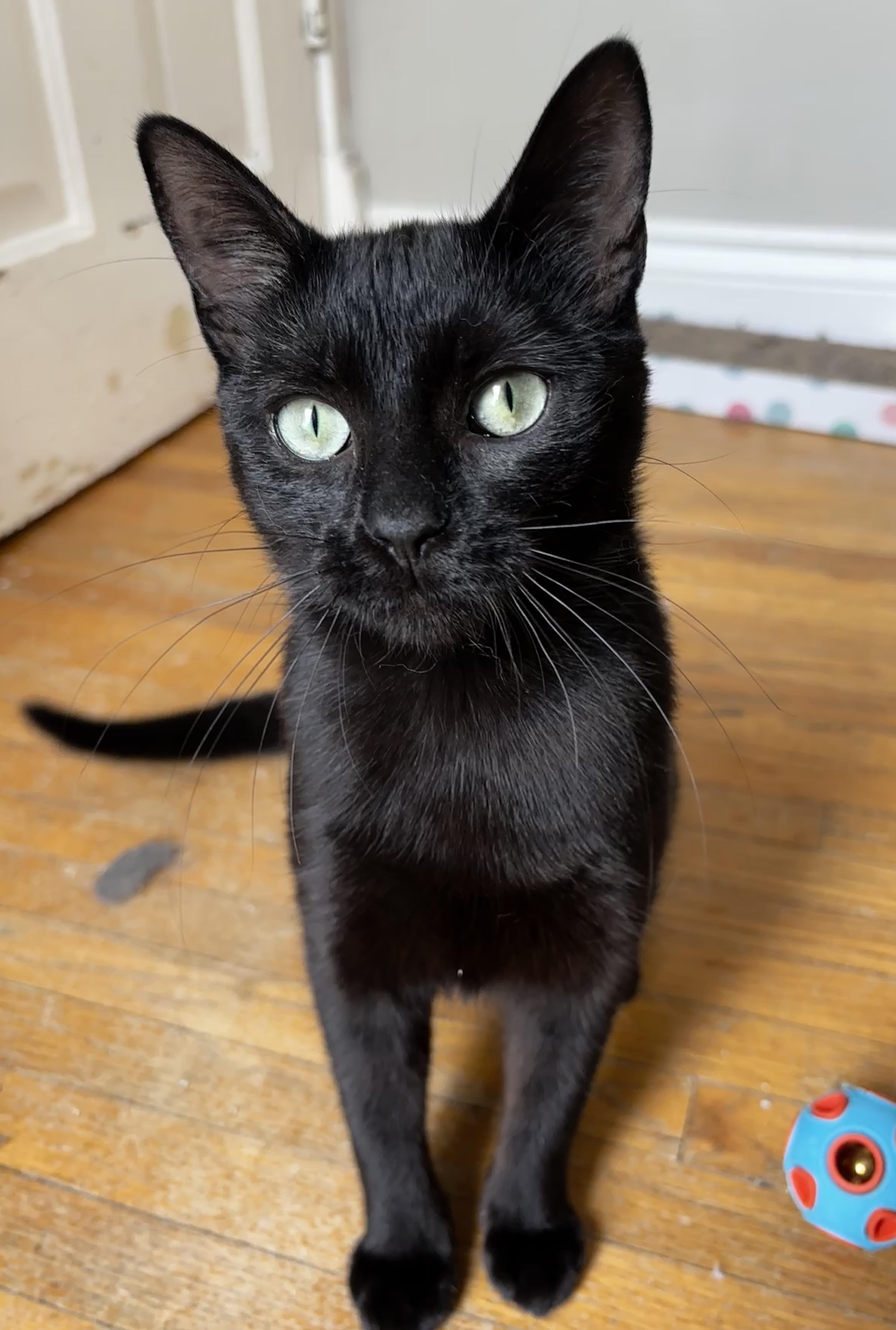 STAR, a Adoptable Domestic Short Hair in Shakespeare, ON image 6/6