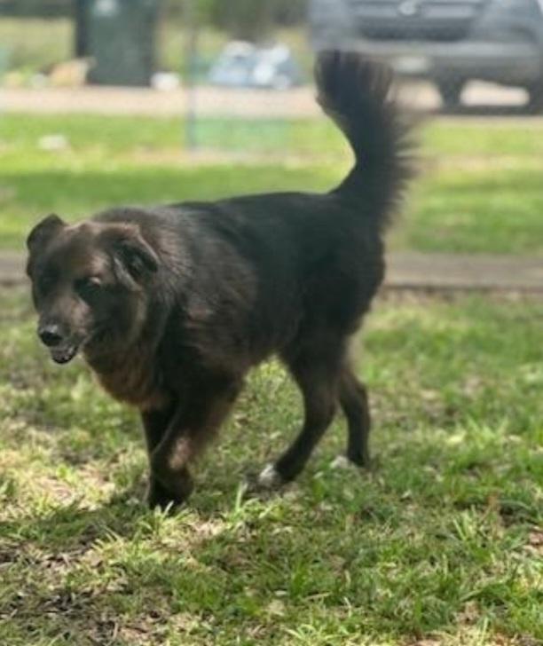 Enlarge Raven, an adopted mixed breed in Hagerstown, MD image 4/5