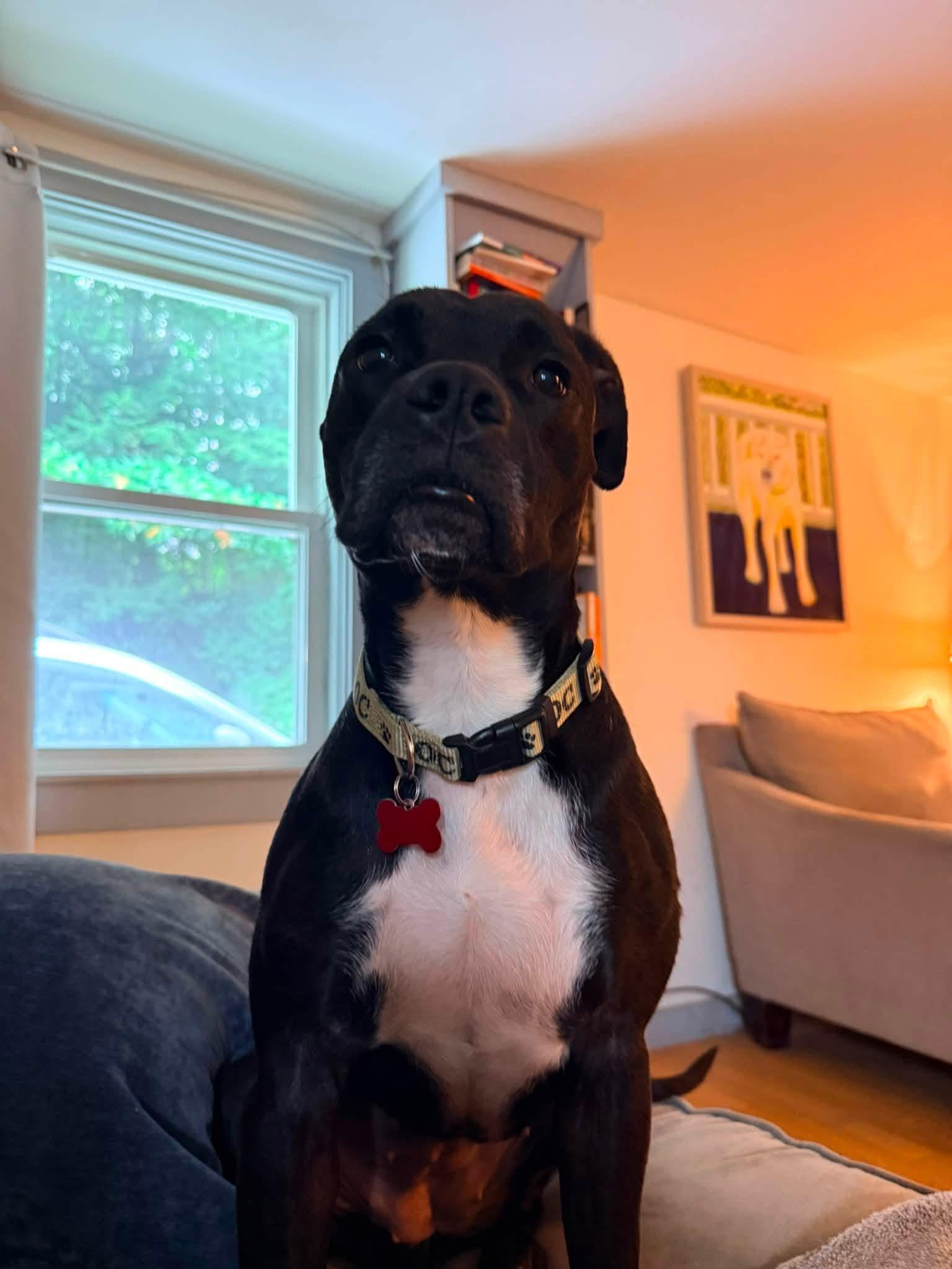 Enlarge Mykie, a ADOPTABLE mixed breed in Randolph Center, VT image 6/6