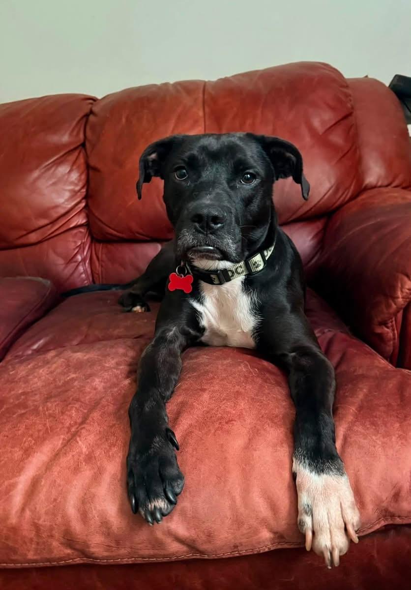 Mykie, ADOPTABLE, Young Female Pit Bull Terrier.