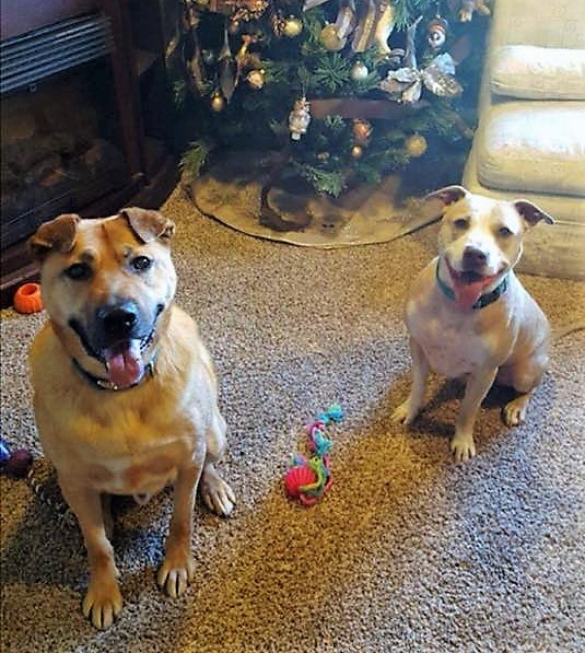 Trumbull, a Adoptable mixed breed in Macomb, MI image 3/12