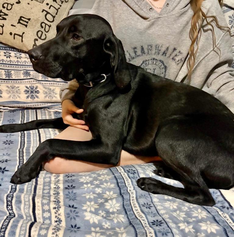 Bluey, Adoptable, Young Male Labrador Retriever & Pointer.