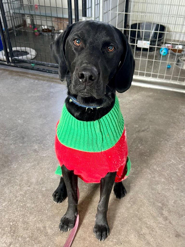 Enlarge Bluey, a Adoptable mixed breed in Saint James, MN image 2/4