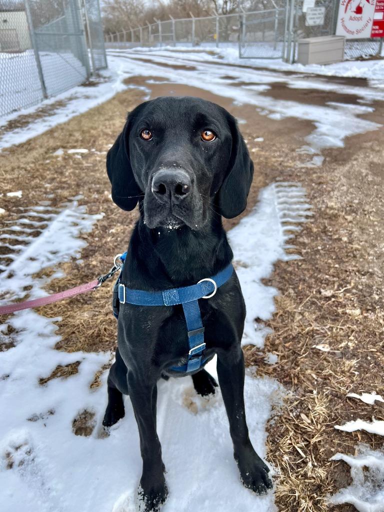 Enlarge Bluey, a Adoptable mixed breed in Saint James, MN image 3/4