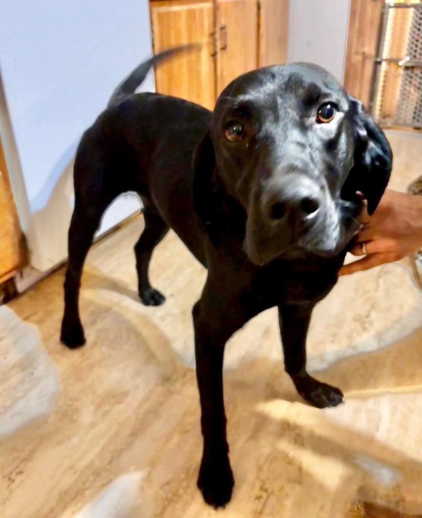 Enlarge Bluey, a Adoptable mixed breed in Saint James, MN image 4/4