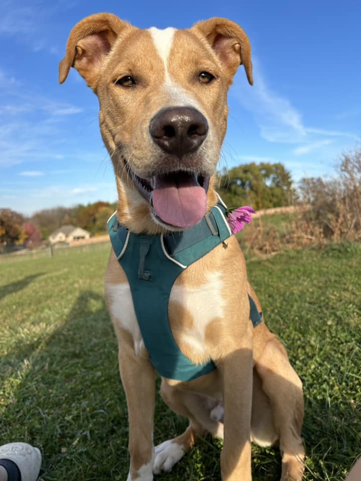 Enlarge Ripley, a Adoptable mixed breed in Watertown, WI image 2/6