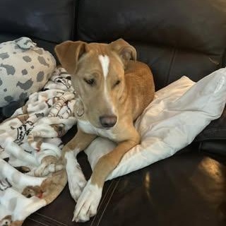 Enlarge Ripley, a Adoptable mixed breed in Watertown, WI image 6/6