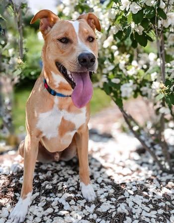 Ripley, Adoptable, Young Male Labrador Retriever.