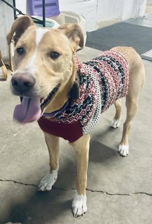Enlarge Ripley, a Adoptable mixed breed in Watertown, WI image 5/6