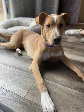 Enlarge Ripley, a Adoptable mixed breed in Watertown, WI image 4/6