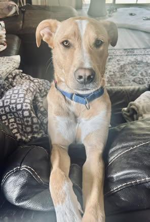 Enlarge Ripley, a Adoptable mixed breed in Watertown, WI image 3/6