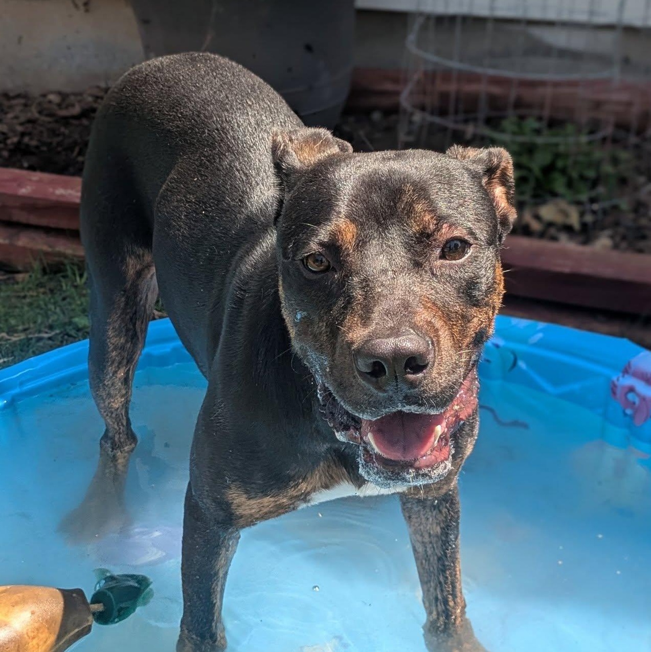 Ozzy, an adoptable Rottweiler, Pit Bull Terrier in Boise, ID, 83704 | Photo Image 2