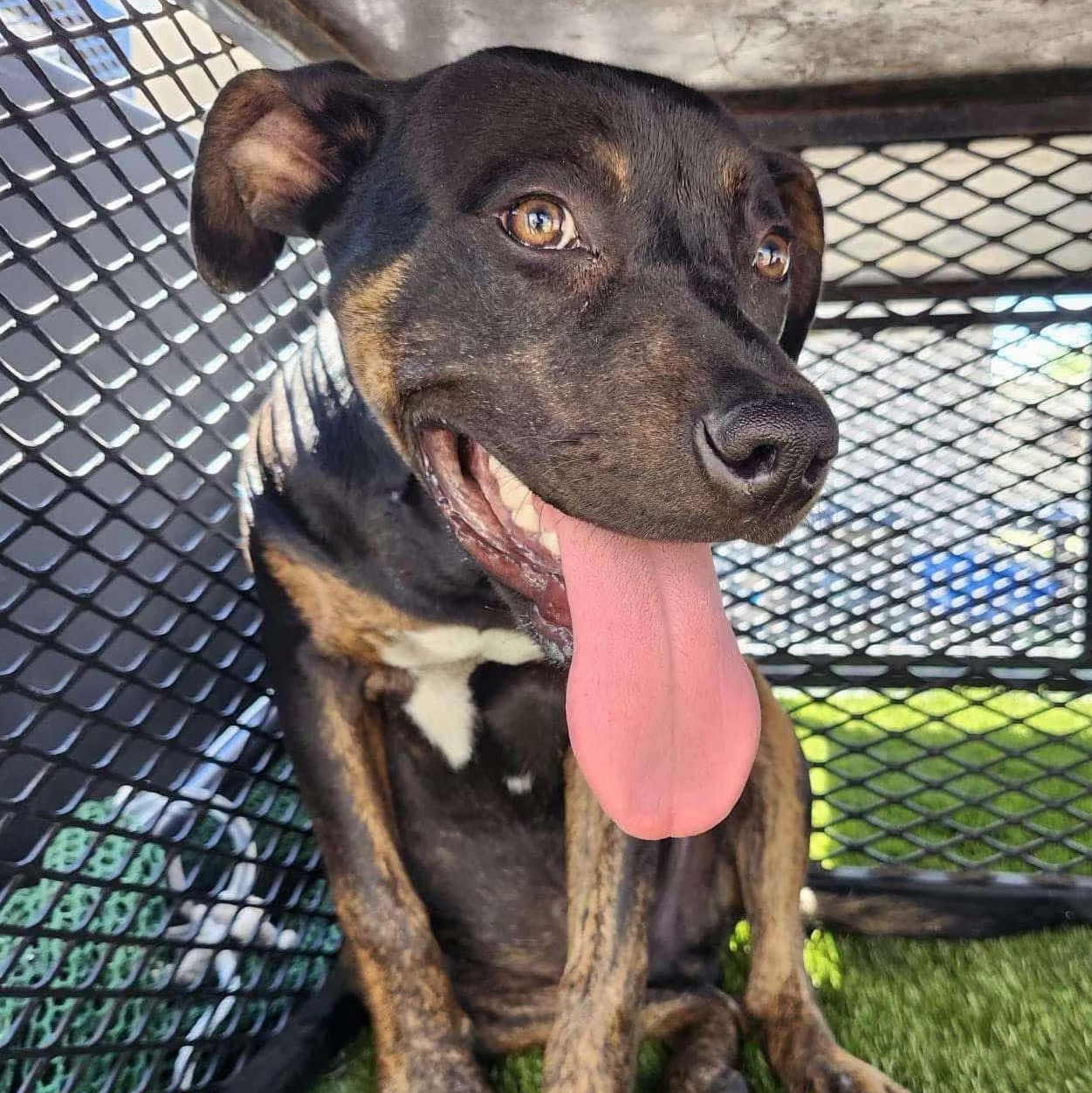 Ozzy, an adoptable Rottweiler, Pit Bull Terrier in Boise, ID, 83704 | Photo Image 4