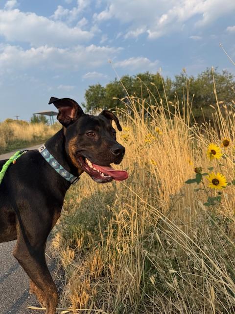 Ozzy, an adoptable Rottweiler, Pit Bull Terrier in Boise, ID, 83704 | Photo Image 2