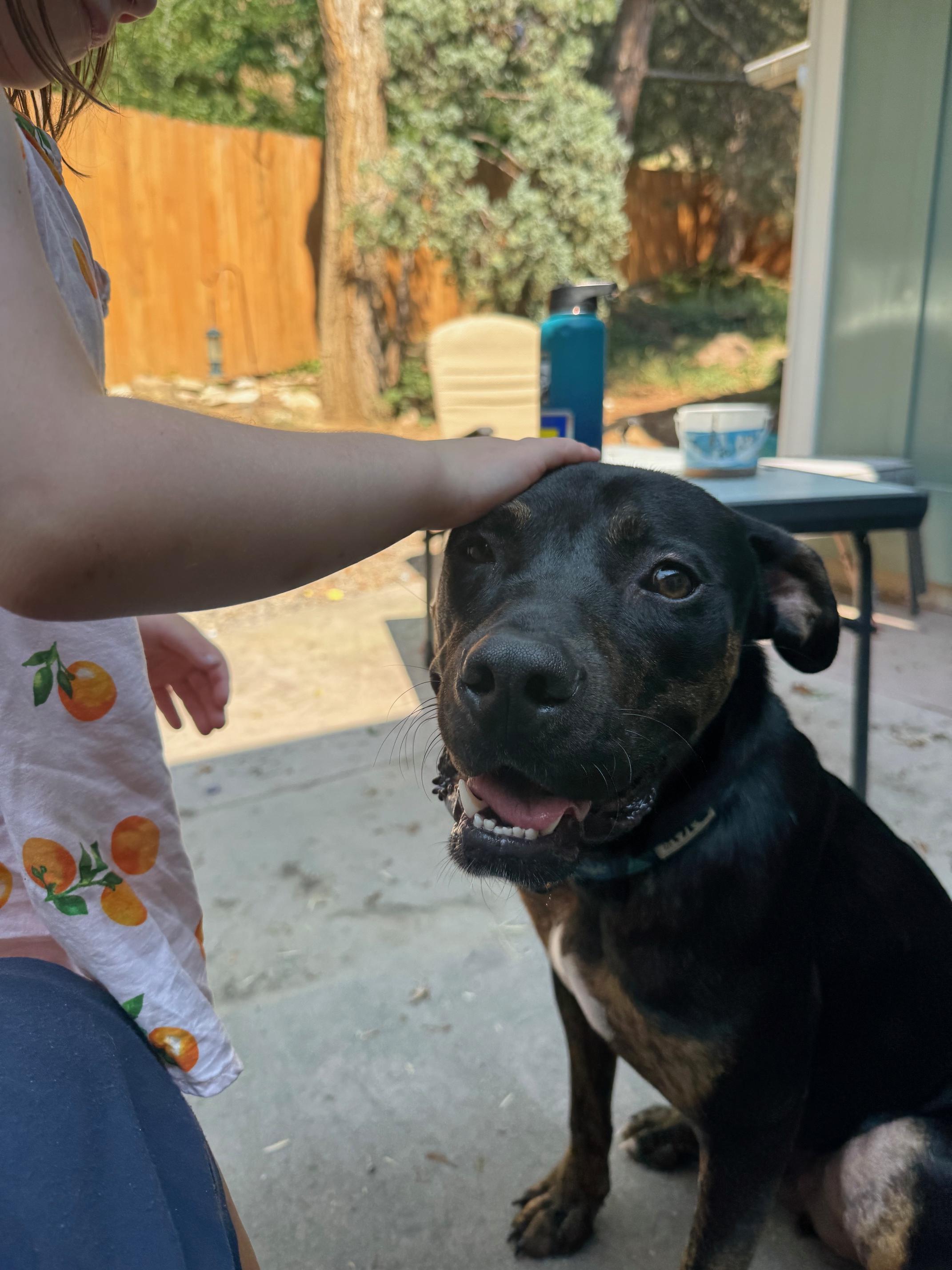 Ozzy, an adoptable Rottweiler, Pit Bull Terrier in Boise, ID, 83704 | Photo Image 3