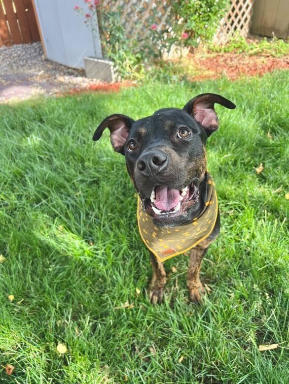 Ozzy, an adoptable Rottweiler, Pit Bull Terrier in Boise, ID, 83704 | Photo Image 3