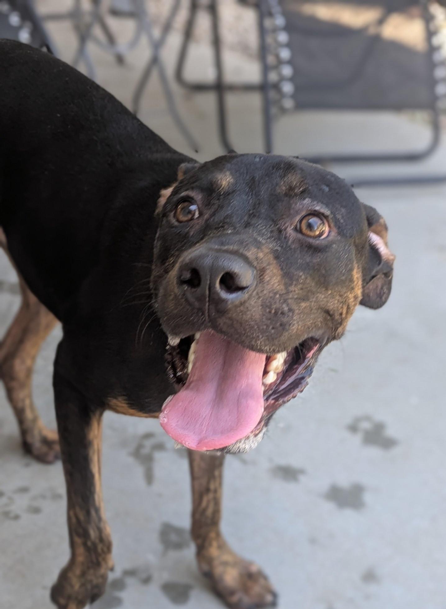 Ozzy, an adoptable Rottweiler, Pit Bull Terrier in Boise, ID, 83704 | Photo Image 5
