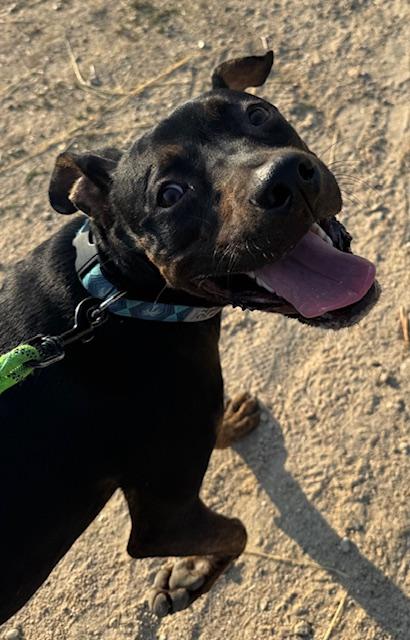 Ozzy, an adoptable Rottweiler, Pit Bull Terrier in Boise, ID, 83704 | Photo Image 1