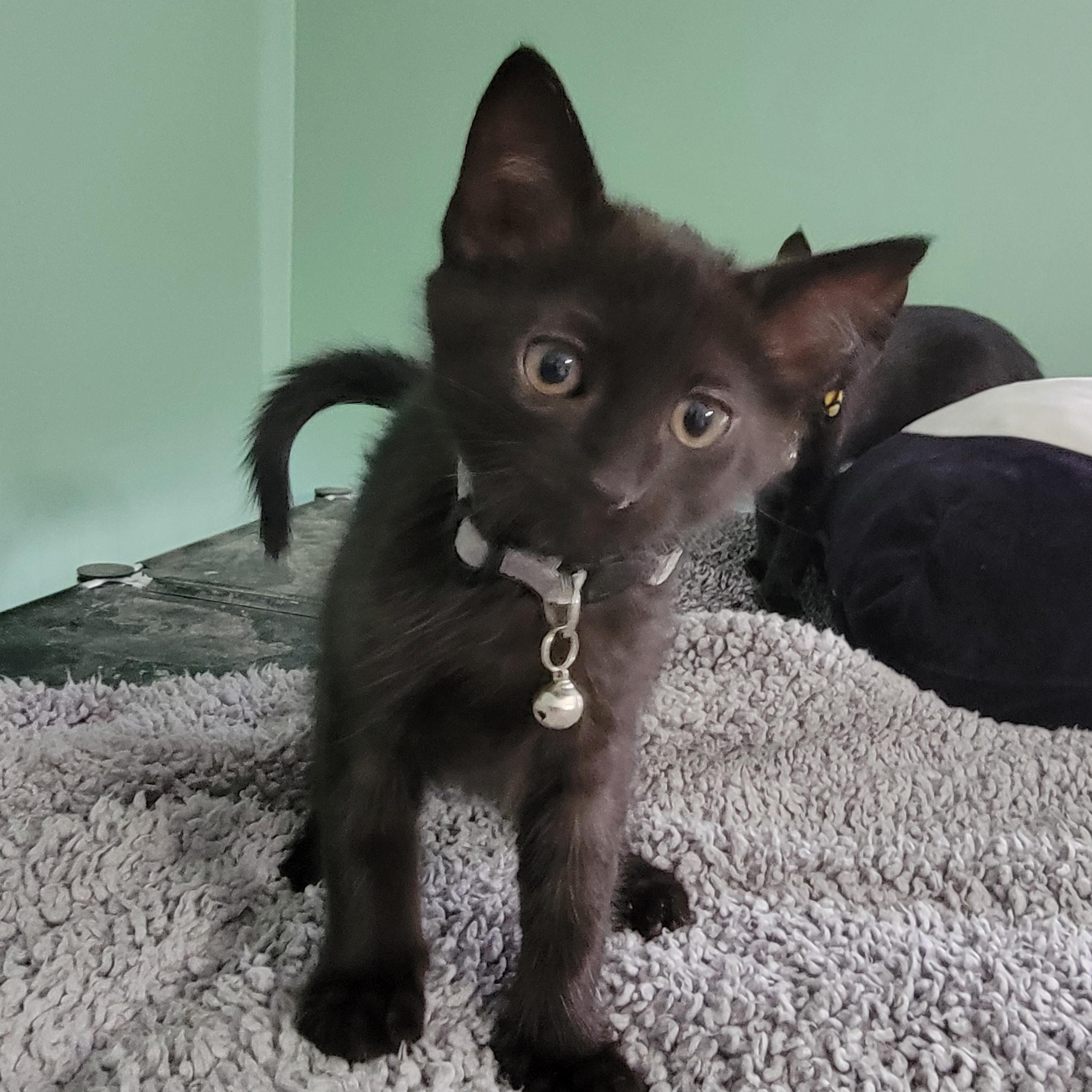 Pugsley, Baby Male unknown