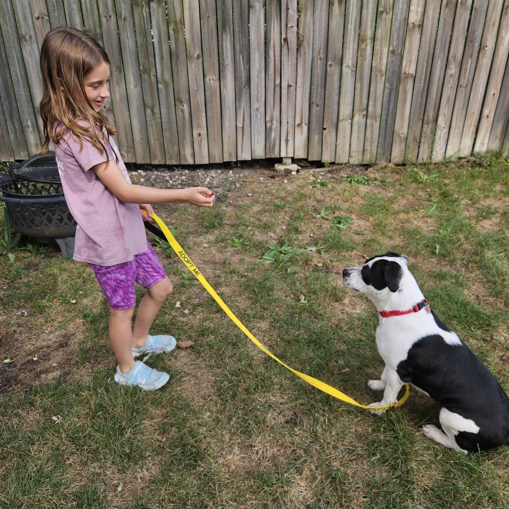 Moonpie, Adoptable, Adult Female Mixed Breed & Mixed Breed.