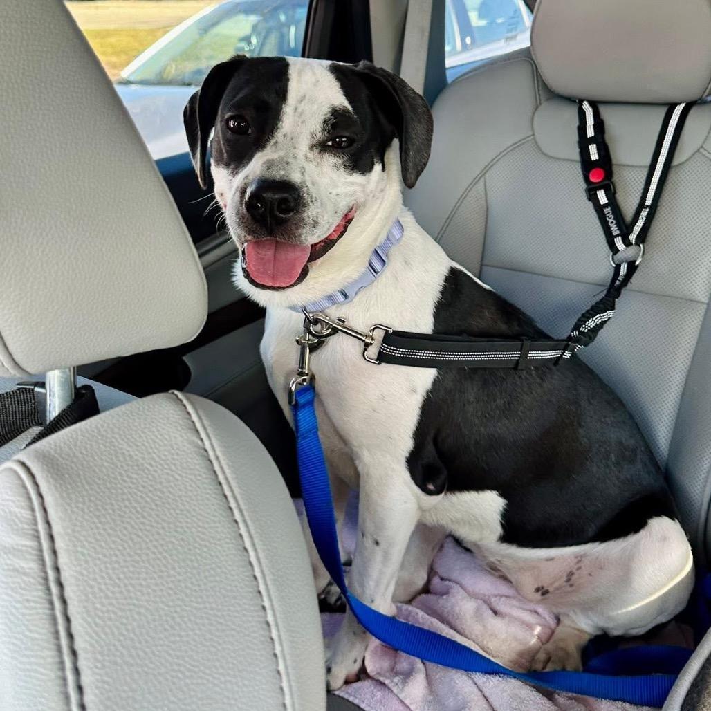 Enlarge Moonpie, a Adoptable mixed breed in Wheeling, IL image 2/5