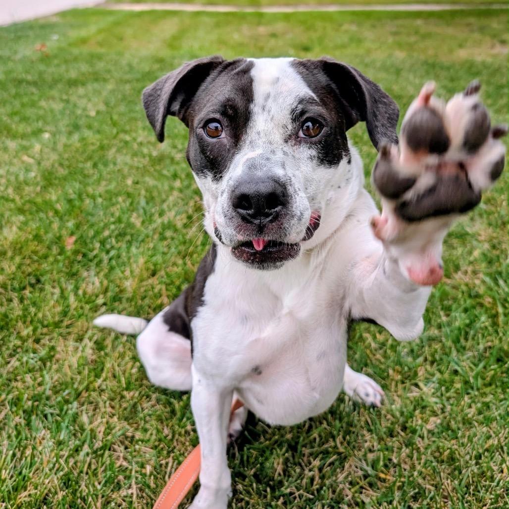 Enlarge Moonpie, a Adoptable mixed breed in Wheeling, IL image 3/5