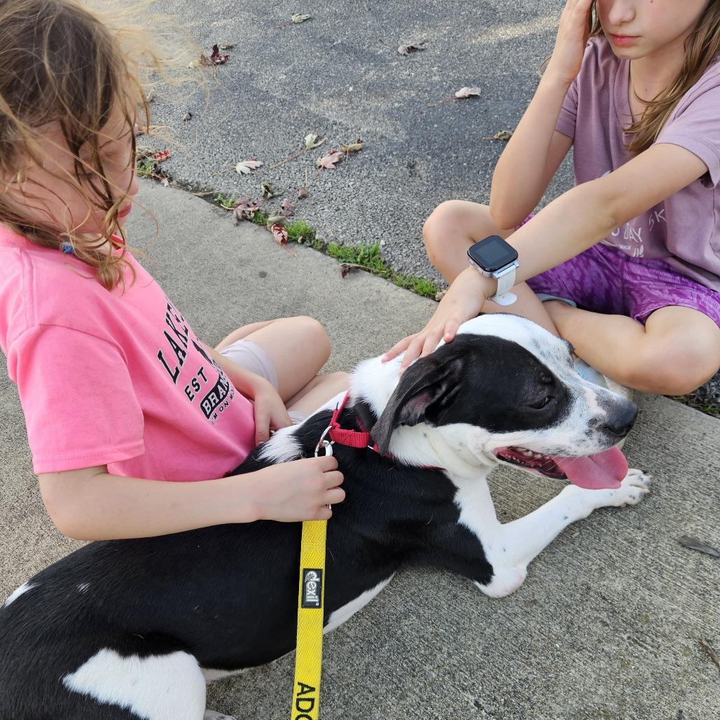 Enlarge Moonpie, a Adoptable mixed breed in Wheeling, IL image 4/5