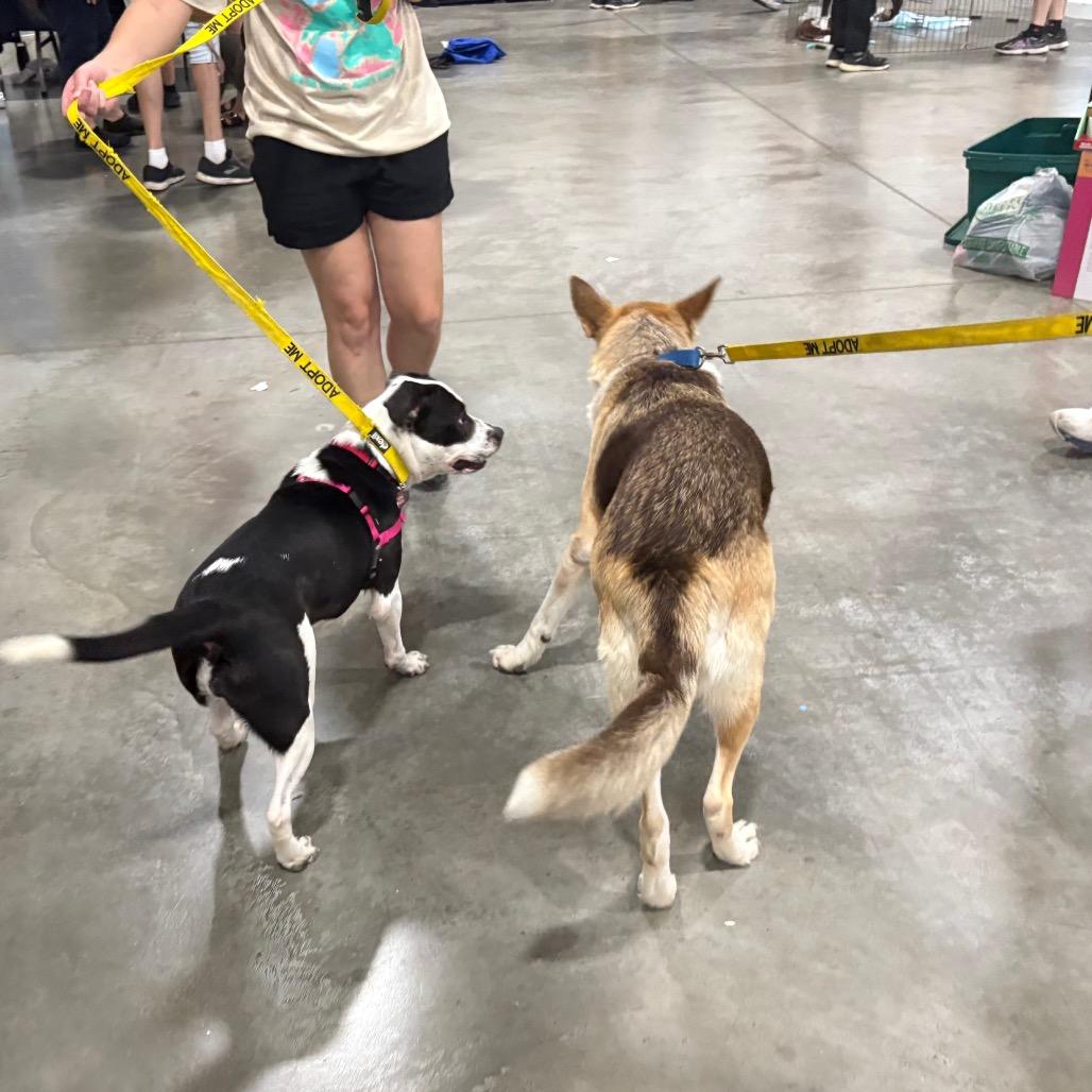 Enlarge Moonpie, a Adoptable mixed breed in Wheeling, IL image 5/5