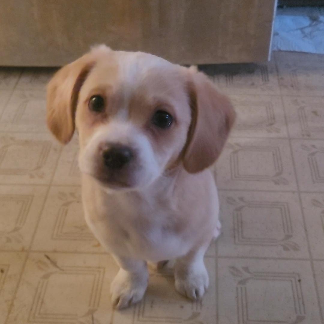 Jabba, ADOPTABLE, Puppy Male Chihuahua & Dachshund.