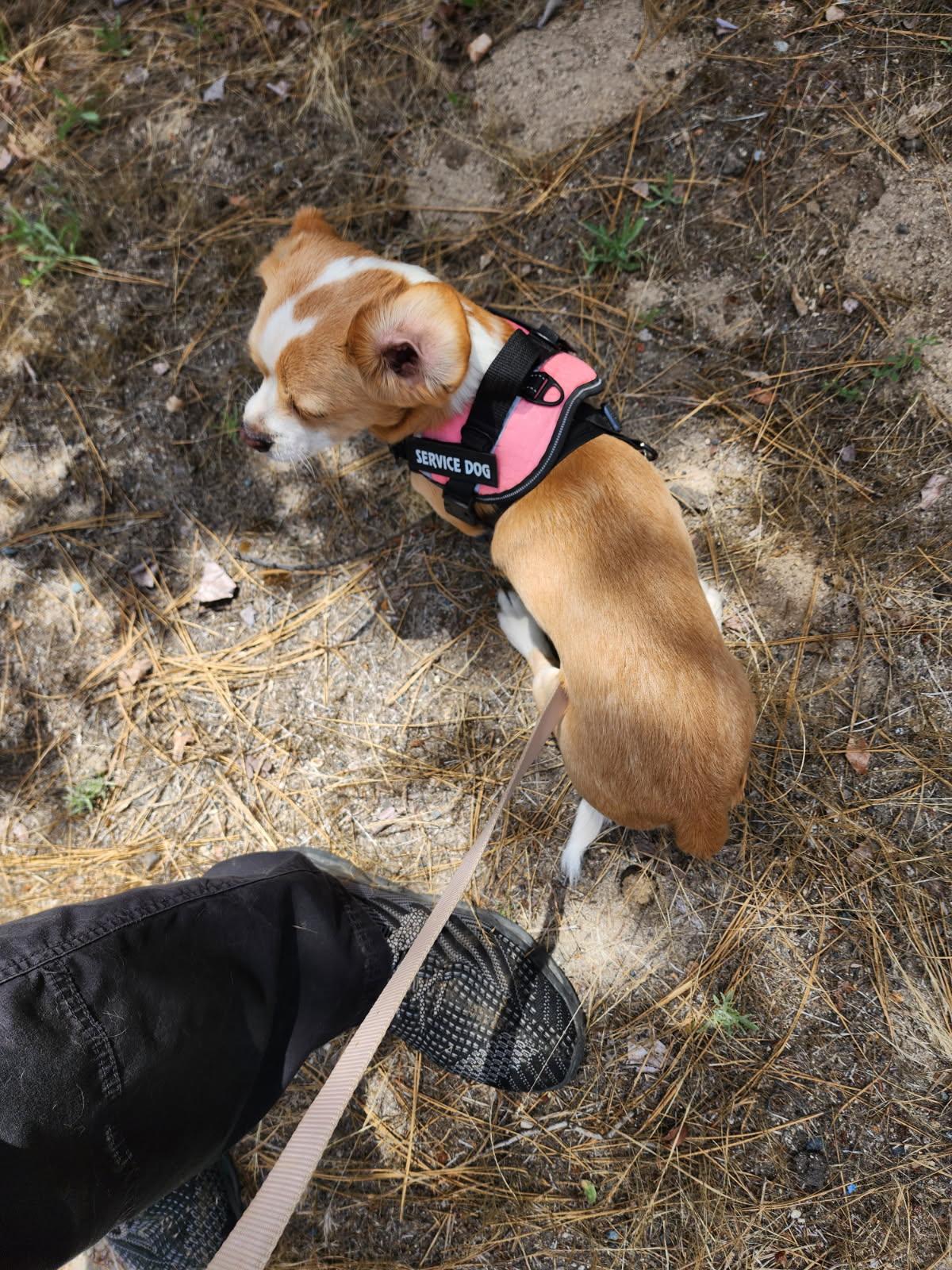 Jabba, a ADOPTABLE mixed breed in California Hot Springs, CA image 3/4