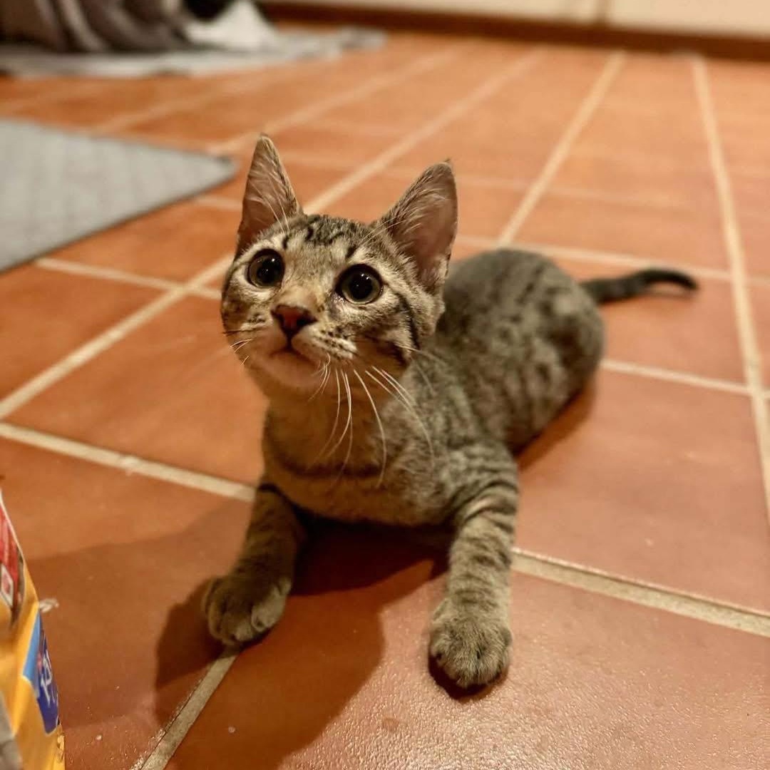Sunny, Adoptable, Kitten Female Domestic Short Hair.